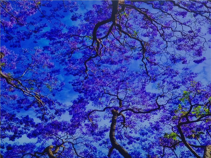 綿陽(yáng)中旅假日旅行社2025年澳洲暨秋季線(xiàn)路品鑒會(huì )